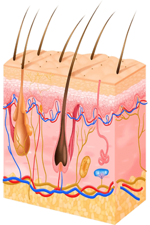 FUE HAIR TRANSPLANT